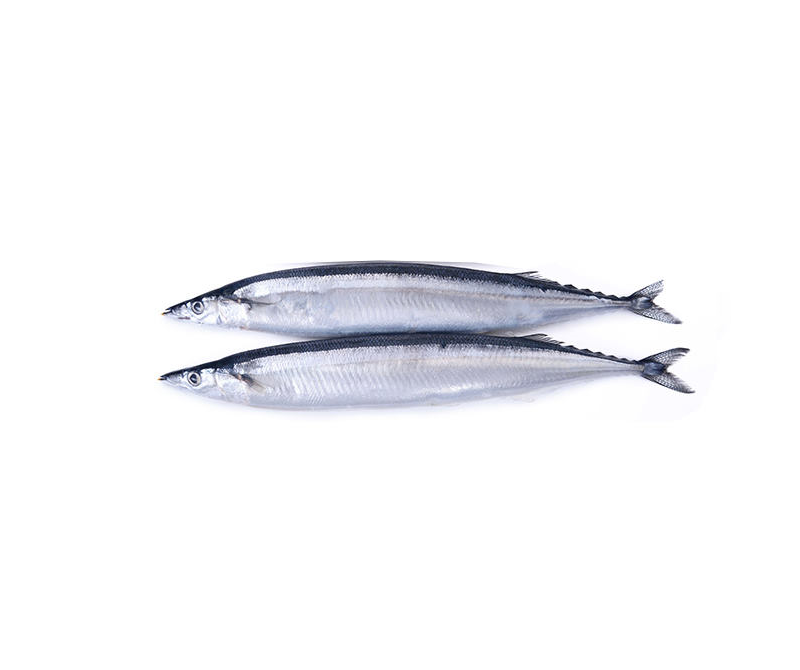 Pacific Saury
