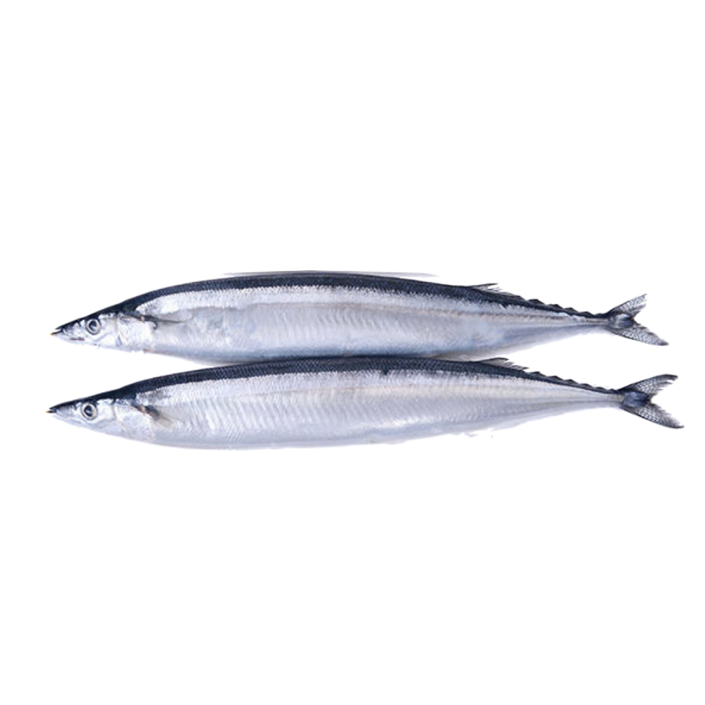 Pacific Saury