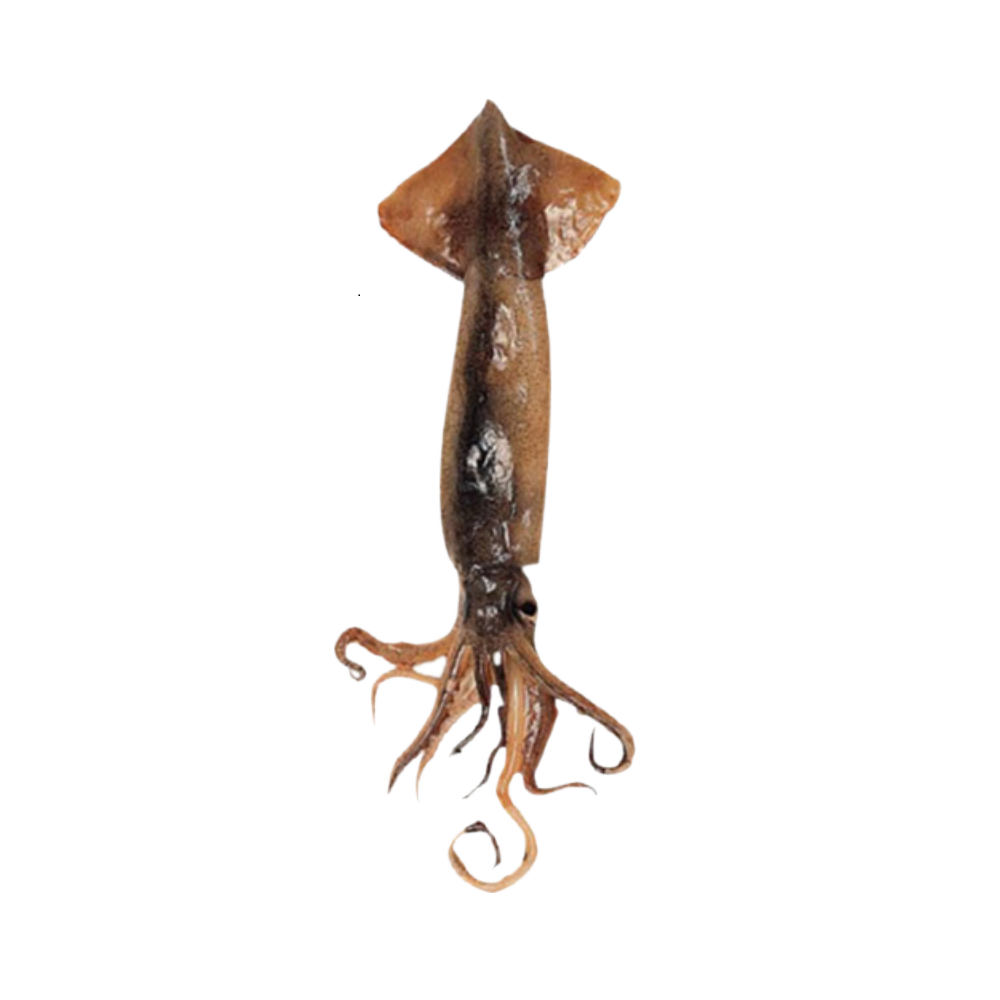 Argentine Squid